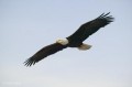 bald-eagle-in-flight_t5514