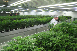 CANADA-POLITICS-HEALTH-DRUGS-MARIJUANA