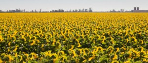 7479259946_4bbc5f82e4_k_tease-300x1291