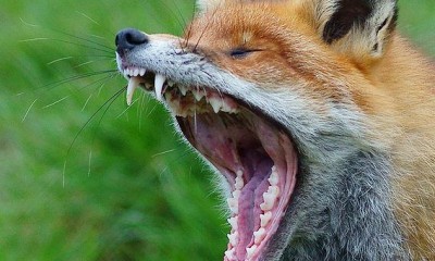 Yawning_red_fox