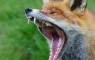 Yawning_red_fox